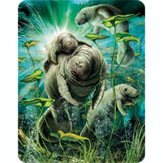 Obrázek z Magnet 3D 7x9cm - kapustňáci (25) 